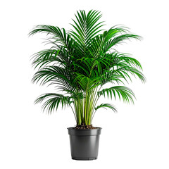 Obraz premium Lush green palm tree in a dark pot, full view, against a black background