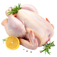 A raw, whole poultry bird, garnished with rosemary sprigs and a lemon slice