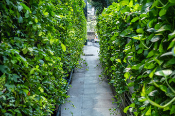 Narrow walkway lined with lush green vertical gardens on both sides in modern urban area in Bangkok city, Thailand. Green corridor. Urban greening and eco-friendly city design.