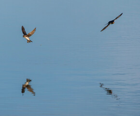 Two barn swallow birds flying over a pond and reflected in the water
