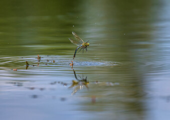 insect green dragonfly sitting on a blade of grass above the water