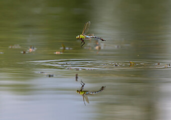 insect green dragonfly flying low over water