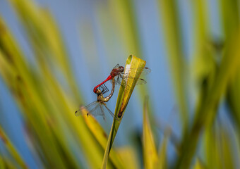 two insect green dragonflies sitting on the grass during the mating season in the shape of a heart