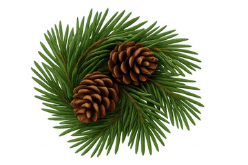 Fototapeta premium Pine branch with two brown cones arranged as a festive decoration, having a transparent background