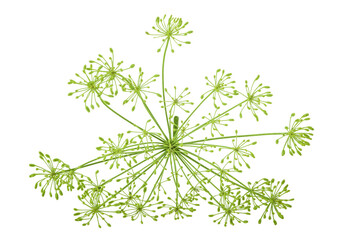 Dill herb or Anethum graveolens flower isolated on white background