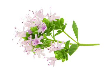 blooming oregano isolated on white background