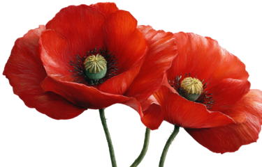 Close-up of three vibrant red poppies