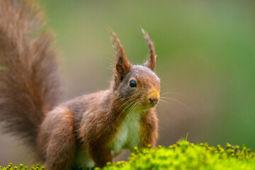 Eurasian red squirrel, Sciurus vulgaris, in a forest