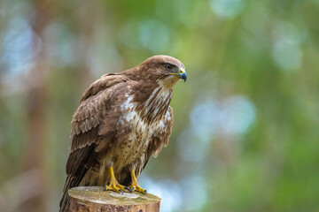 Common buzzard, Buteo Buteo, bird of prey perched