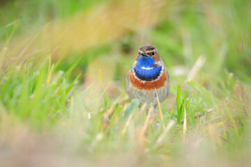 Bluethroat male, Luscinia svecica cyanecula, bird foraging in grass