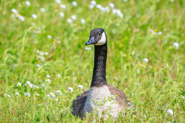 Canadian goose Branta canadensis in a meadow