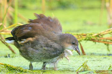 Young common moorhen, Gallinula chloropus, juvenile