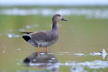 Swimming gadwall, Mareca strepera, duck, portrait