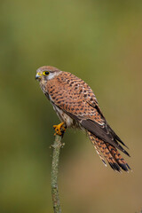 Kestrel falco tinnunculus female closeup