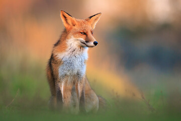 Wild red fox, vulpes vulpes, foraging in a meadow