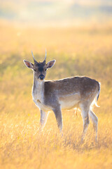 Fallow deer fawn Dama Dama in Autumn