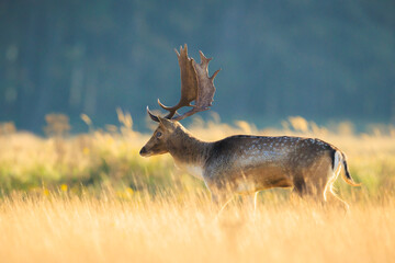 Fallow deer stag Dama Dama in a meadow