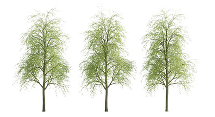 Obraz premium Three light green trees with detailed branches on transparent transparent background