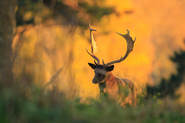 Fallow deer stag Dama Dama in a forest