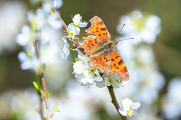 Comma butterfly Polygonia c-album feeding nectaron white flowers