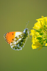 Anthocharis cardamines Orange tip male butterfly feeding on rapeseed flowers