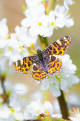 The Map butterfly, Araschnia levana, Springtime brood