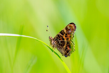 The Map butterfly, Araschnia levana, Springtime brood