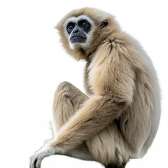 Obraz premium A gibbon sits gracefully against a black background. Its fur is light brown, and it has a distinct facial structure with dark features. The animal appears calm and observant.