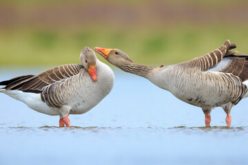 Greylag goose Anser Anser washing