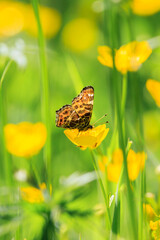 The Map butterfly, Araschnia levana, Springtime brood