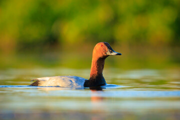 common pochard, Aythya ferina, waterfowl, low point of view.