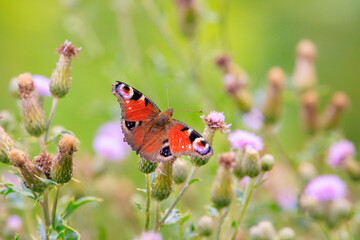 Aglais io, Peacock butterfly resting