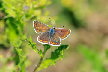  Brown Argus butterfly, Aricia agestis, open wings