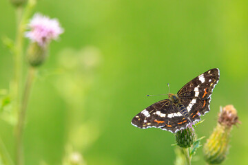 The map butterfly, araschnia levana, close-up portrait