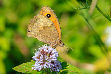 Meadow brown butterfly Maniola jurtina feeding nectar