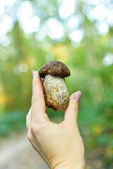 Vertical shot of a hand proudly holding a freshly picked Boletus edulis mushroom. Symbolizes a successful find during autumn foraging and family outdoor fun.