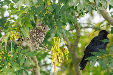 Closeup portrait Little owl, Athene noctua, perched in a tree while hunting