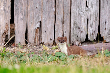 Stoat; mustela erminea; running hunting and jumping in grass