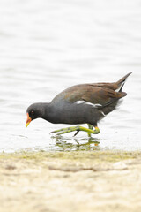 Closeup of a Common moorhen, Gallinula chloropus