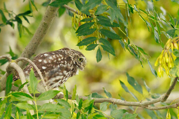 Closeup portrait Little owl, Athene noctua, perched in a tree while hunting
