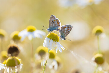 Common blue butterflies Polyommatus icarus couple mating