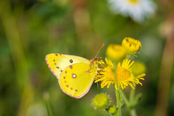 A pale clouded yellow butterfly, colias hyale, pollinating on a yellow flower