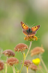 Small or common copper butterfly lycaena phlaeas closeup