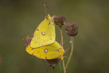 Clouded yellow butterfly, Colias croceus, mating