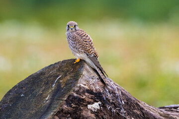 Kestrel, falco tinnunculus, bird of prey perched in grass