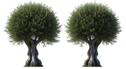 Two ancient olive trees with gnarled trunks and green foliage transparent
