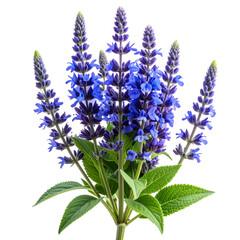 A vibrant blue and purple flowering plant with green leaves isolated on a black background