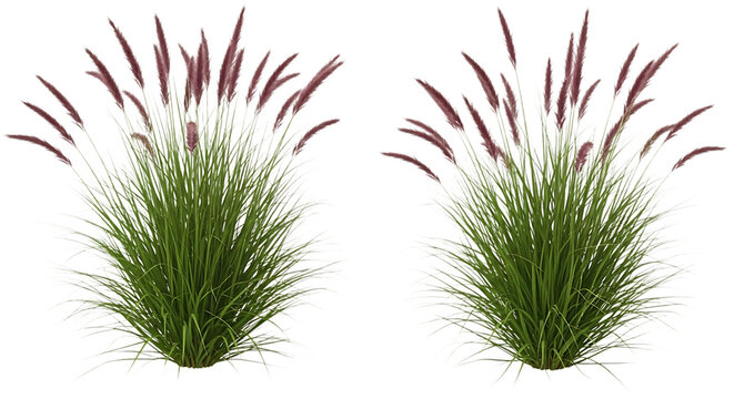 Two ornamental grass plants with purple plumes transparent