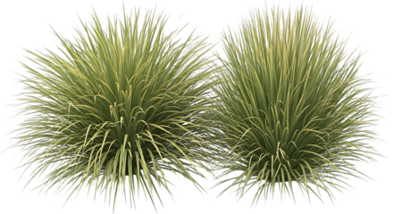 Two Variegated Ornamental Grass Plants transparent Isolated