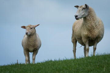 mother sheep and her lambs in lush green grassy field